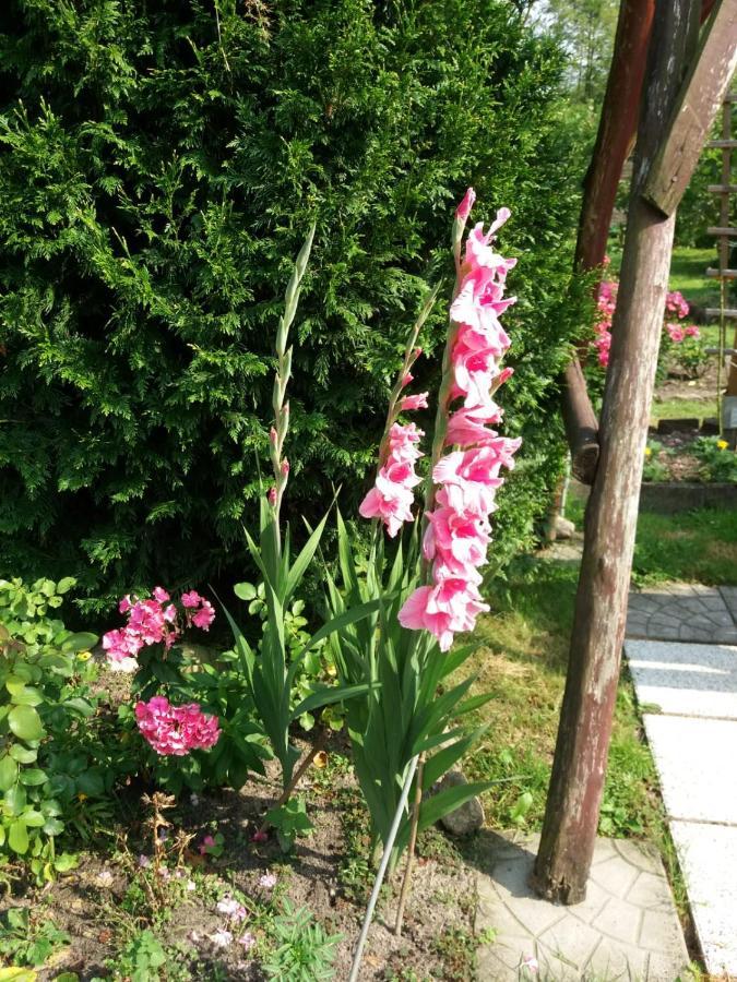 피아세츠노 Domowe Zalesie 아파트 외부 사진